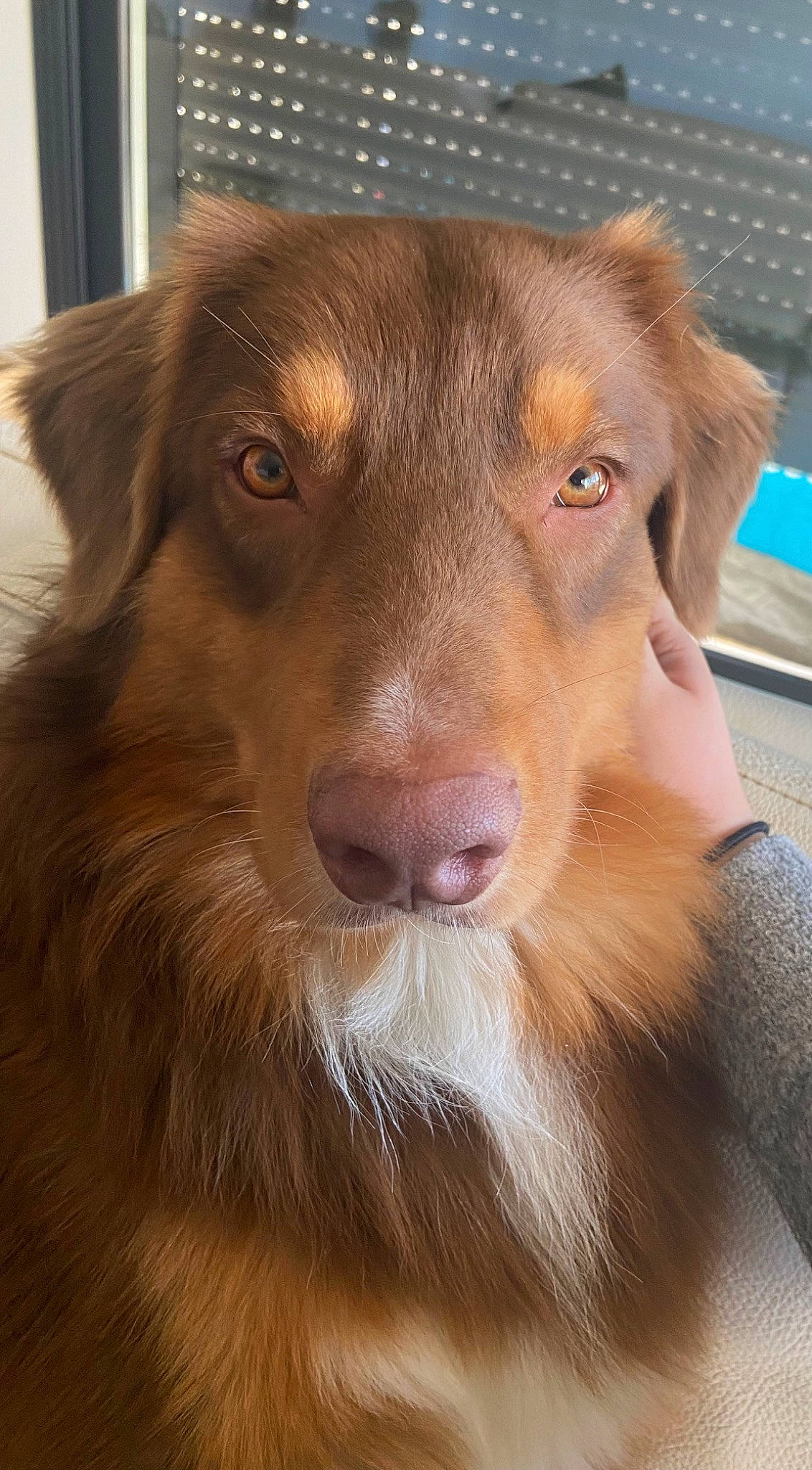 Ralph a rejoint le concours — aidez-le/la à gagner de superbes lots ! ancient_dog_breeds, canidae, carnivore, companion_dog, dog, dog_breed, fawn, fur, jaw, liver, snout, sporting_group, terrestrial_animal, whiskers, working_animal, working_dog