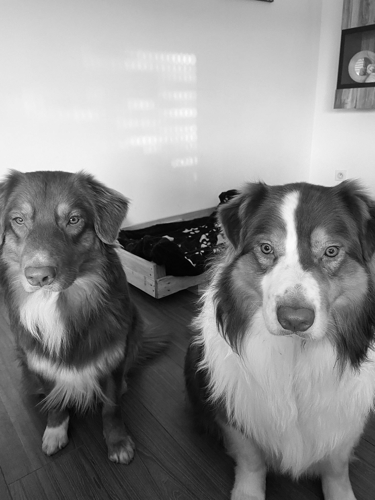 Ralph participe au concours pour gagner de l'argent avec cette photo : canidae, carnivore, companion_dog, dog, dog_breed, flooring, fur, happy, herding_dog, mammal, monochrome, monochrome_photography, picture_frame, puppy, snout, sporting_group, toy_dog, vertebrate, whiskers, working_dog