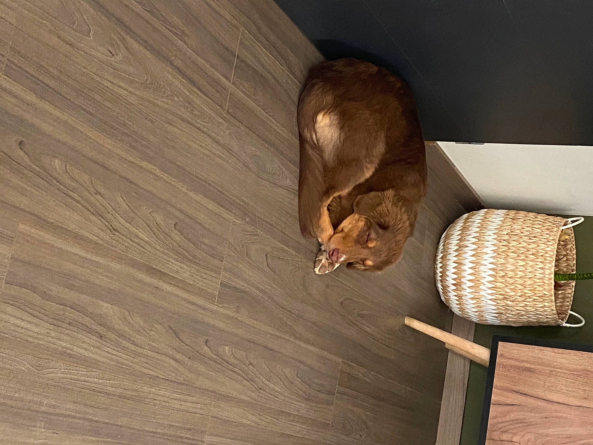 Ralph a rejoint le concours — aidez-le/la à gagner de superbes lots ! carnivore, cat, cat_supply, ceiling, comfort, fawn, felidae, flooring, fur, hardwood, lumber, plywood, room, small_to_medium_sized_cats, tail, varnish, whiskers, wicker, wood, wood_stain