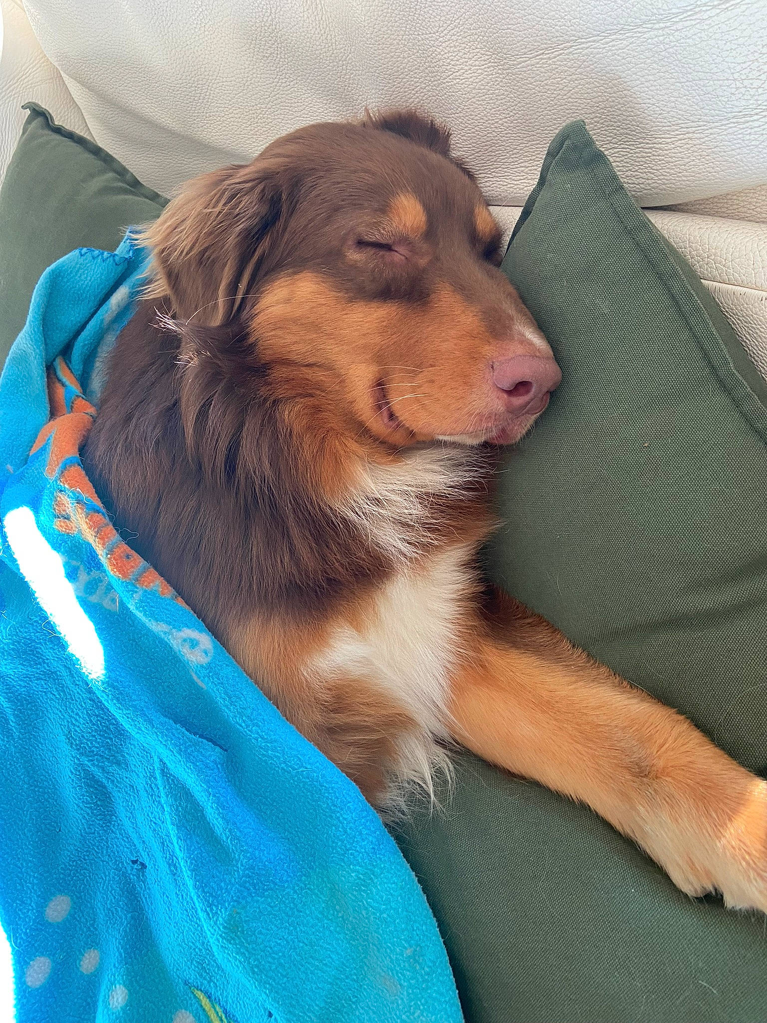 Ralph participe au concours pour gagner de l'argent avec cette photo : canidae, carnivore, companion_dog, dog, dog_breed, dog_collar, dog_supply, electric_blue, fawn, fur, happy, liver, paw, smile, snout, sporting_group, terrestrial_animal, whiskers, working_animal, working_dog