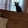 dog, small_dog, couch, indoor, window, curtains, pet, furniture, brown_couch, sitting, daylight, home, animal, canine, relaxing, cozy, shadow, looking, companion, domestic