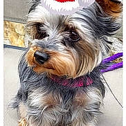 Pilou participe au concours pour gagner de l'argent avec cette photo : dog, small_dog, santa_hat, festive, pet, fur, fluffy, leash, curious, sitting, outdoor, mesh_screen, stone, brown_fur, black_fur, gray_fur, close_up, portrait, cute, animal