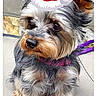 dog, small_dog, santa_hat, festive, pet, fur, fluffy, leash, curious, sitting, outdoor, mesh_screen, stone, brown_fur, black_fur, gray_fur, close_up, portrait, cute, animal