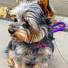 dog, small_dog, fluffy, gray_fur, tan_fur, pet, sitting, looking_away, text_overlay, phone_screenshot, date_display, time_display, gallery_ui, outdoor_surface, curled_tail, ears_up, leash, purple_leash, close_up, portrait