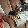 dog, couch, blanket, man, living_room, furniture, relaxed, pet, indoor, brown, beige, painting, wall, reclining, home, cozy, fur, resting, casual, comfort