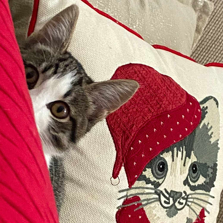 Kittie
