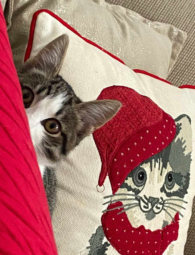 Kittie