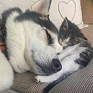 Kittie joined the competition — help win amazing prizes! animal, cat, close_up, companion, couch, cozy, cute, dog, domestic, friendship, fur, heart_shape, husky, indoor, kitten, pet, pillow, resting, sleeping, snuggling