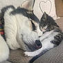 animal, cat, close_up, companion, couch, cozy, cute, dog, domestic, friendship, fur, heart_shape, husky, indoor, kitten, pet, pillow, resting, sleeping, snuggling