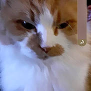 Fiona a rejoint le concours — aidez-le/la à gagner de superbes lots ! cat, orange_cat, white_cat, fluffy, fur, whiskers, ears, eyes, nose, face, close_up, portrait, indoor, pet, animal, sleepy, serious, vertical_photo, smartphone_screenshot, room