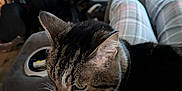 Jessie joined the competition — help win amazing prizes! carpet, cat, cat_slippers, cat_tree, couch, cozy, furniture, home, indoor, lap, living_room, pajama_pants, person, pet, plaid, relaxing, remote_control, slippers, tabby_cat, whiskers