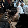 cat, tabby_cat, person, pajama_pants, slippers, cat_slippers, lap, cat_tree, living_room, remote_control, couch, indoor, furniture, carpet, plaid, pet, relaxing, home, cozy, whiskers