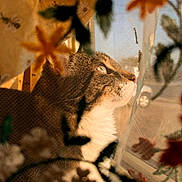 Jessie is registered to the contest to win money with this photo: cat, window, curtain, floral_pattern, sunlight, profile, pet, whiskers, indoor, cozy, feline, soft_light, close_up, animal, domestic_cat, looking_out, texture, shadow, nature_inspired, warm_colors