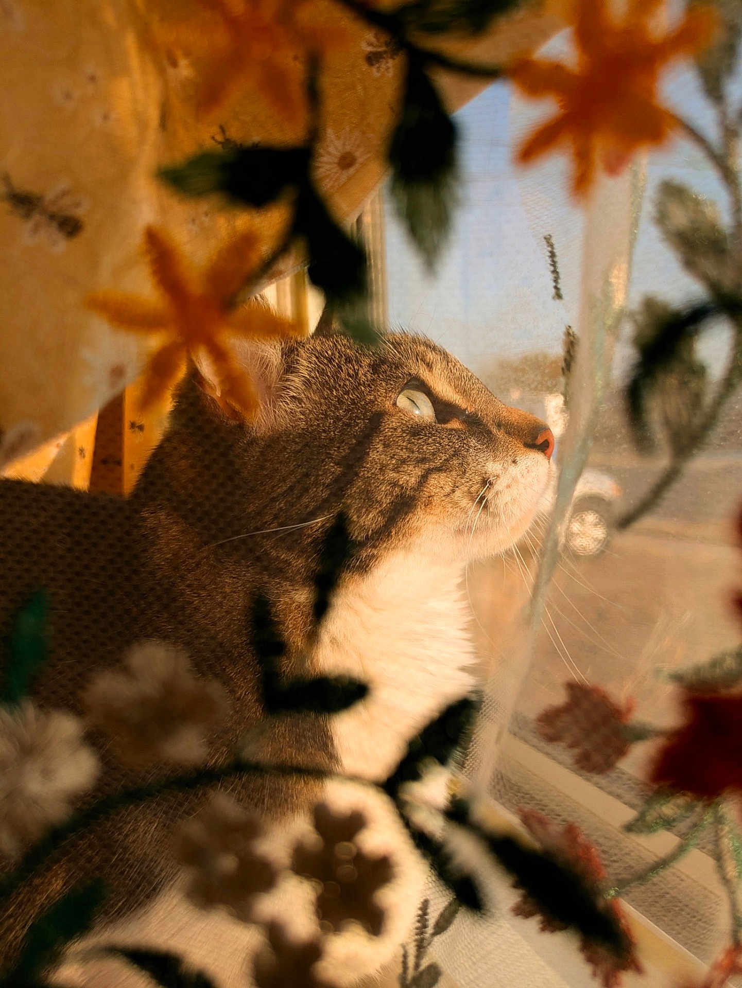 Jessie is registered to the contest to win money with this photo: cat, window, curtain, floral_pattern, sunlight, profile, pet, whiskers, indoor, cozy, feline, soft_light, close_up, animal, domestic_cat, looking_out, texture, shadow, nature_inspired, warm_colors