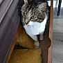 cat, tabby, curious, feline, pet, indoor, wooden_drawer, cushions, yellow_cushions, floor, furniture, domestic_animal, whiskers, ears, paws, looking_away, home, cozy, close_up, animal