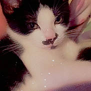 Ottotilly is registered to the contest to win money with this photo: cat, black_and_white, close_up, pet, feline, whiskers, ears, nose, blanket, soft_texture, cozy, indoor, relaxed, fur, animal, cute, sleepy, domestic, resting, muzzle