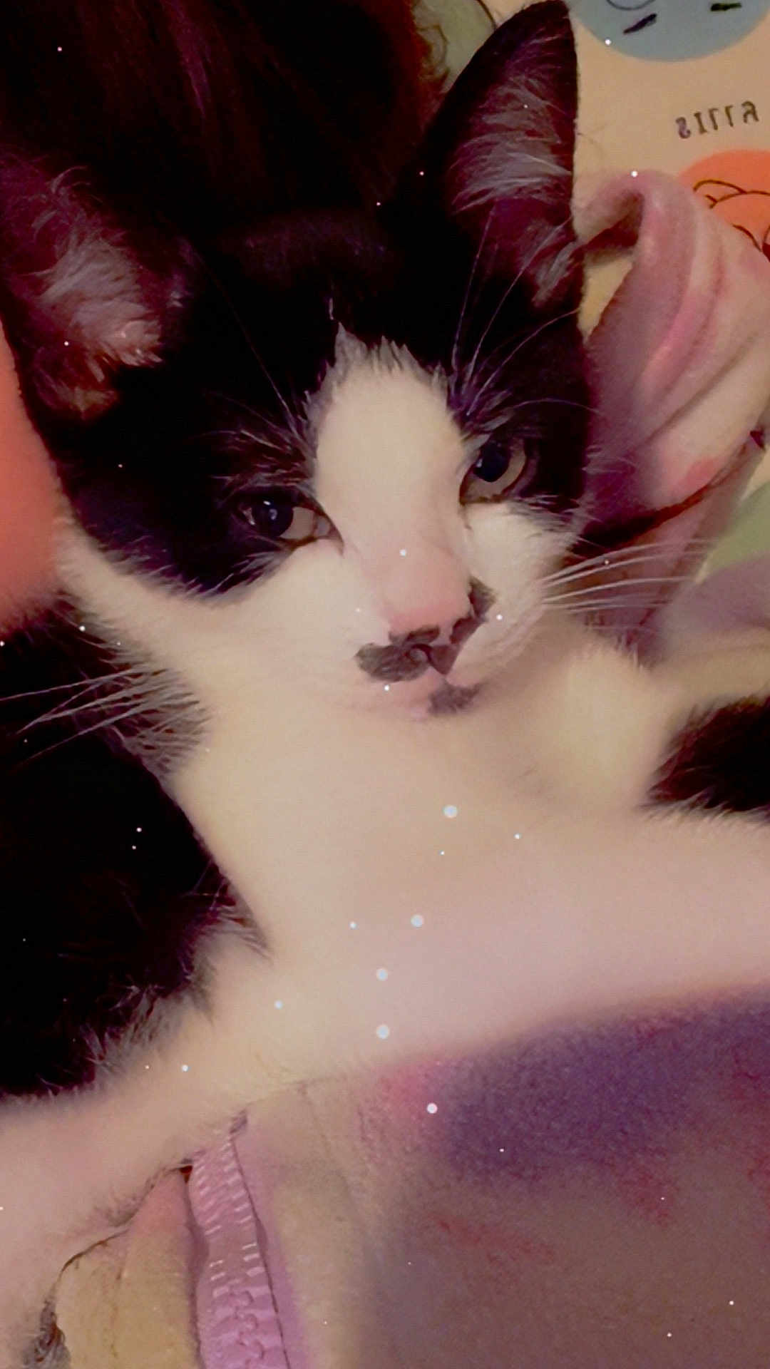 Ottotilly is registered to the contest to win money with this photo: cat, black_and_white, close_up, pet, feline, whiskers, ears, nose, blanket, soft_texture, cozy, indoor, relaxed, fur, animal, cute, sleepy, domestic, resting, muzzle