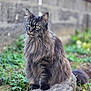 Mystic a rejoint le concours — aidez-le/la à gagner de superbes lots ! cat, long_hair, green_eyes, rock, outdoor, nature, grass, stone_wall, feline, pet, animal, portrait, fluffy, sitting, whiskers, tabby, domestic_cat, mammal, wild_look, close_up