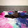 Mystic participe au concours pour gagner de l'argent avec cette photo : cat, bed, bedding, duvet, colorful, pink, blue, green, fluffy, fur, pet, animal, indoor, relaxed, lying_down, headboard, home, feline, resting, portrait