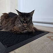 Mystic participe au concours pour gagner de l'argent avec cette photo : cat, long_hair, green_eyes, black_mat, doorstep, indoor, pet, animal, feline, resting, fur, whiskers, ears, portrait, close_up, floor, calm, domestic, mammal, cute