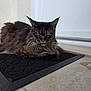 cat, long_hair, green_eyes, black_mat, doorstep, indoor, pet, animal, feline, resting, fur, whiskers, ears, portrait, close_up, floor, calm, domestic, mammal, cute