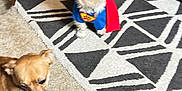 Walter joined the competition — help win amazing prizes! dog, small_dog, carpet, rug, superhero_cape, costume, wooden_chair, living_room, furniture, pet, indoor, brown_dog, white_dog, cute, animal, floor, home, cozy, blurry, domestic