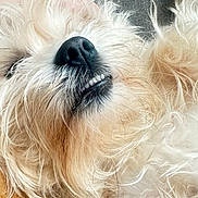 Walter joined the competition — help win amazing prizes! dog, close_up, fluffy, curly_fur, nose, teeth, lying_down, pet, animal, smile, light_fur, brown_fur, texture, indoor, cute, relaxed, face, whiskers, fur, sleeping