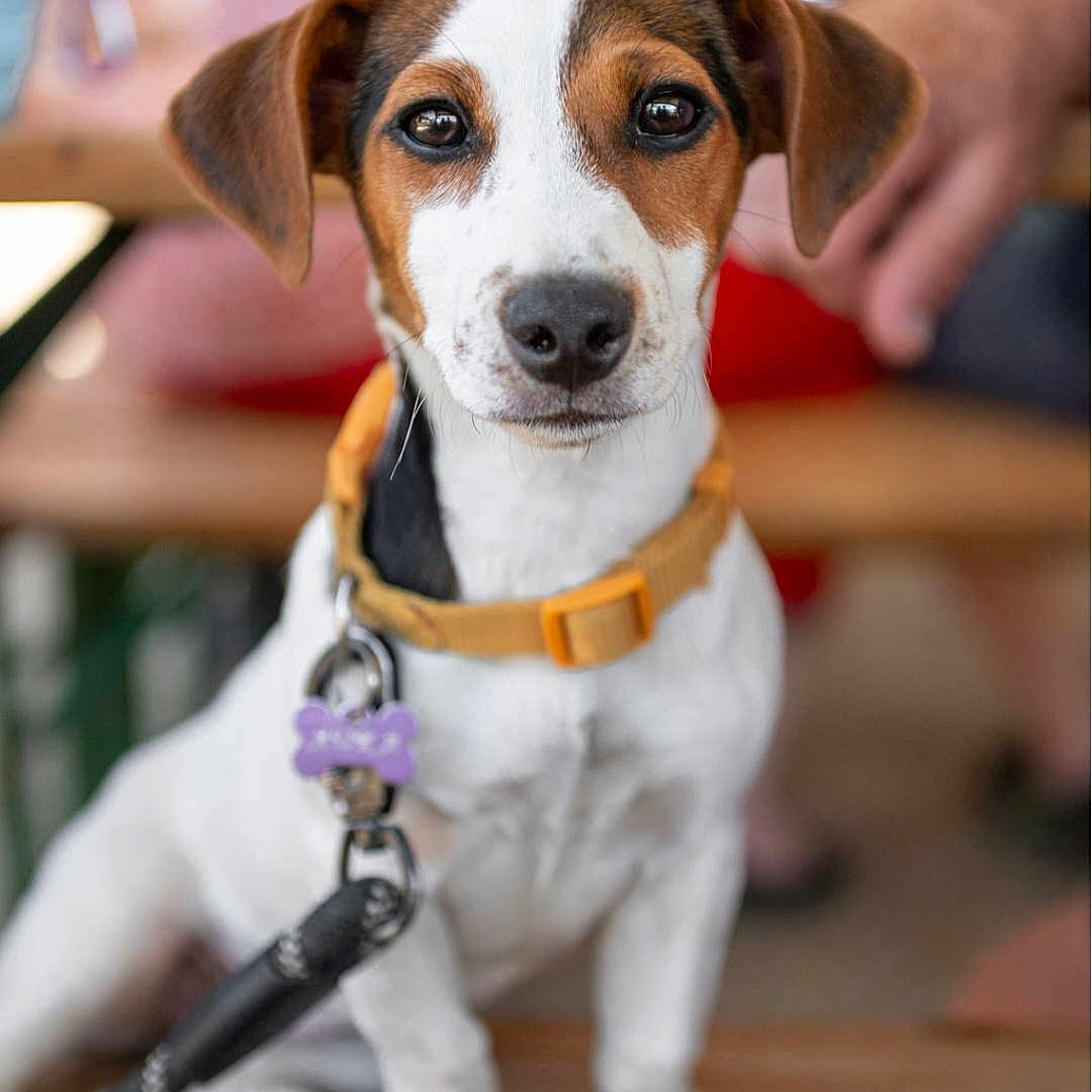 Auka participe au concours pour gagner de l'argent avec cette photo : animal, bench, brown_and_white, closeup, collar, cute, dog, ears, eyes, focus, friendly, leash, outdoor, pet, portrait, puppy, sitting, tag, wood, young_dog