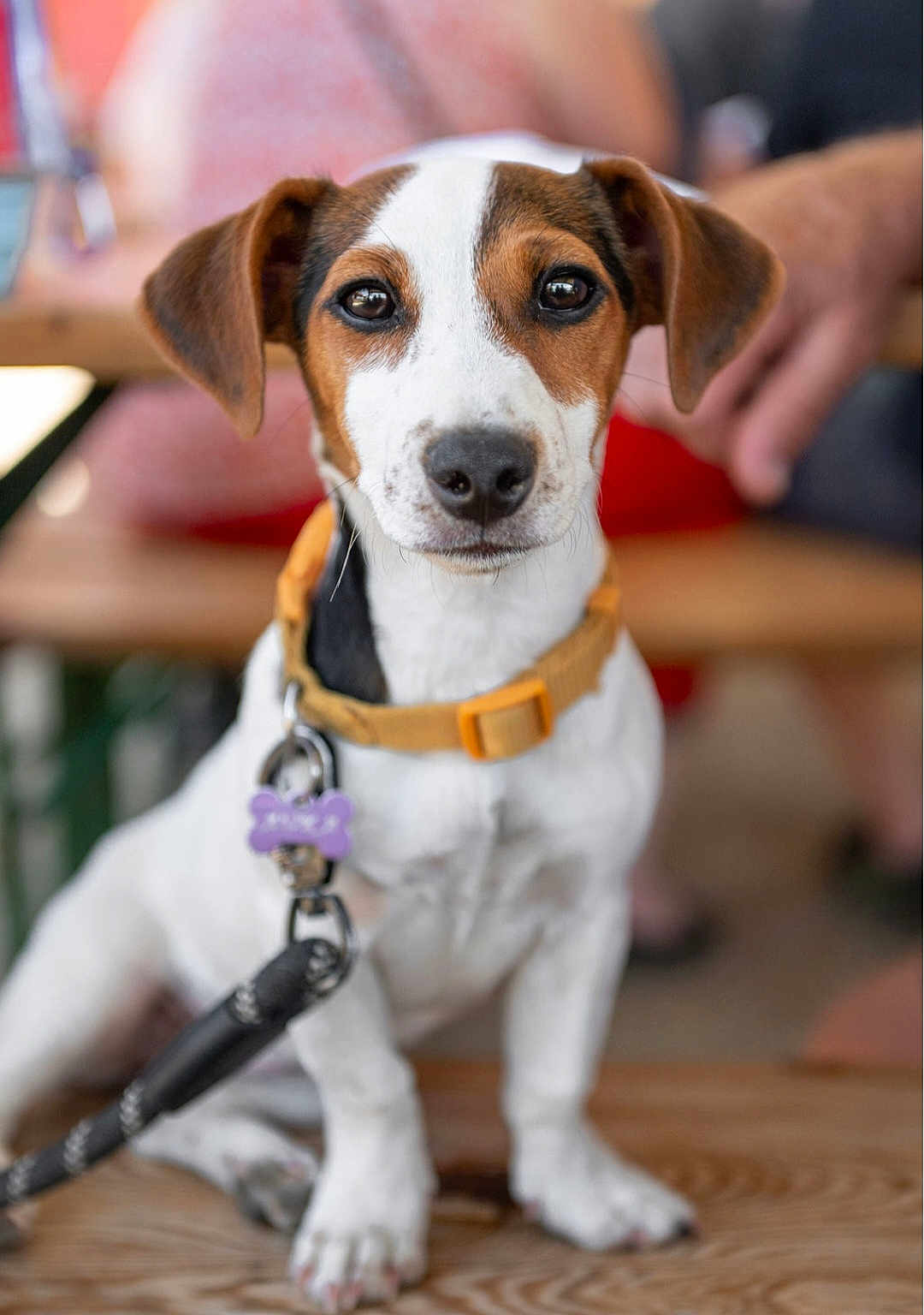 Auka participe au concours pour gagner de l'argent avec cette photo : puppy, dog, pet, collar, leash, bench, wood, brown_and_white, closeup, outdoor, animal, young_dog, cute, sitting, focus, portrait, tag, ears, eyes, friendly