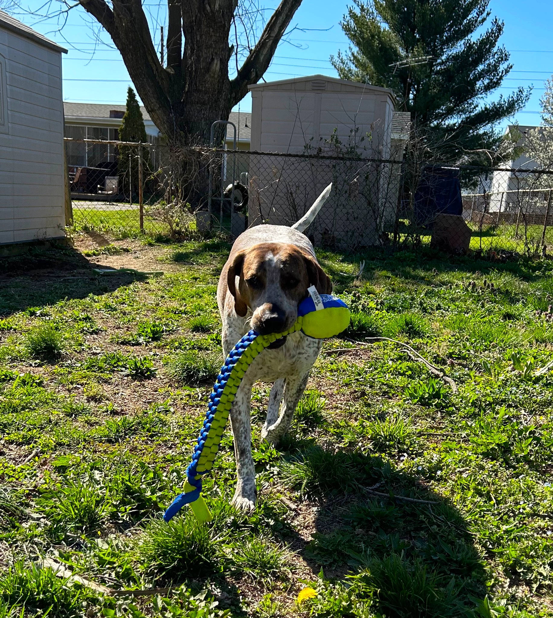 Trooper joined the competition — help win amazing prizes! ball, canidae, carnivore, collar, companion_dog, dog, dog_breed, fawn, garden, grass, groundcover, plant, shade, shrub, sky, sporting_group, tail, tree, working_dog, yard