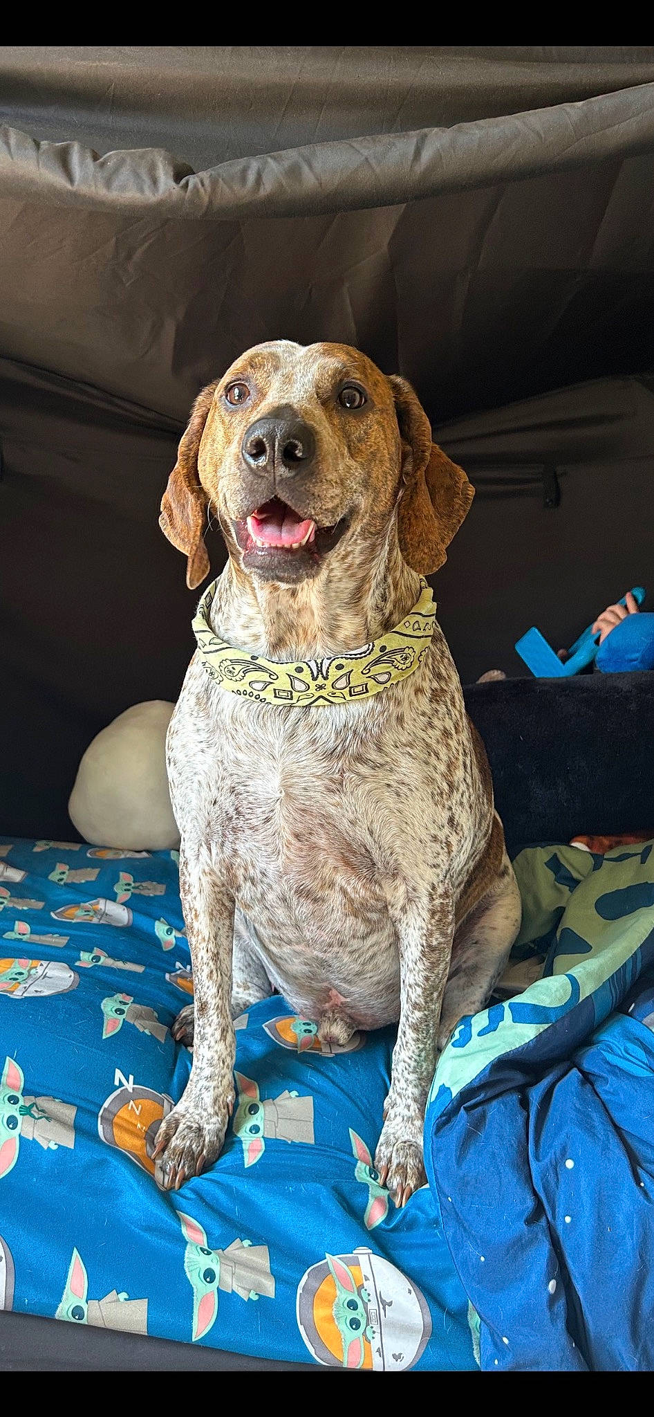 Trooper joined the competition — help win amazing prizes! braque_francais, canidae, carnivore, collar, companion_dog, dog, dog_breed, dog_collar, fawn, fur, gun_dog, hunting_dog, leash, liver, old_danish_pointer, pointing_breed, snout, spaniel, sporting_group, working_animal