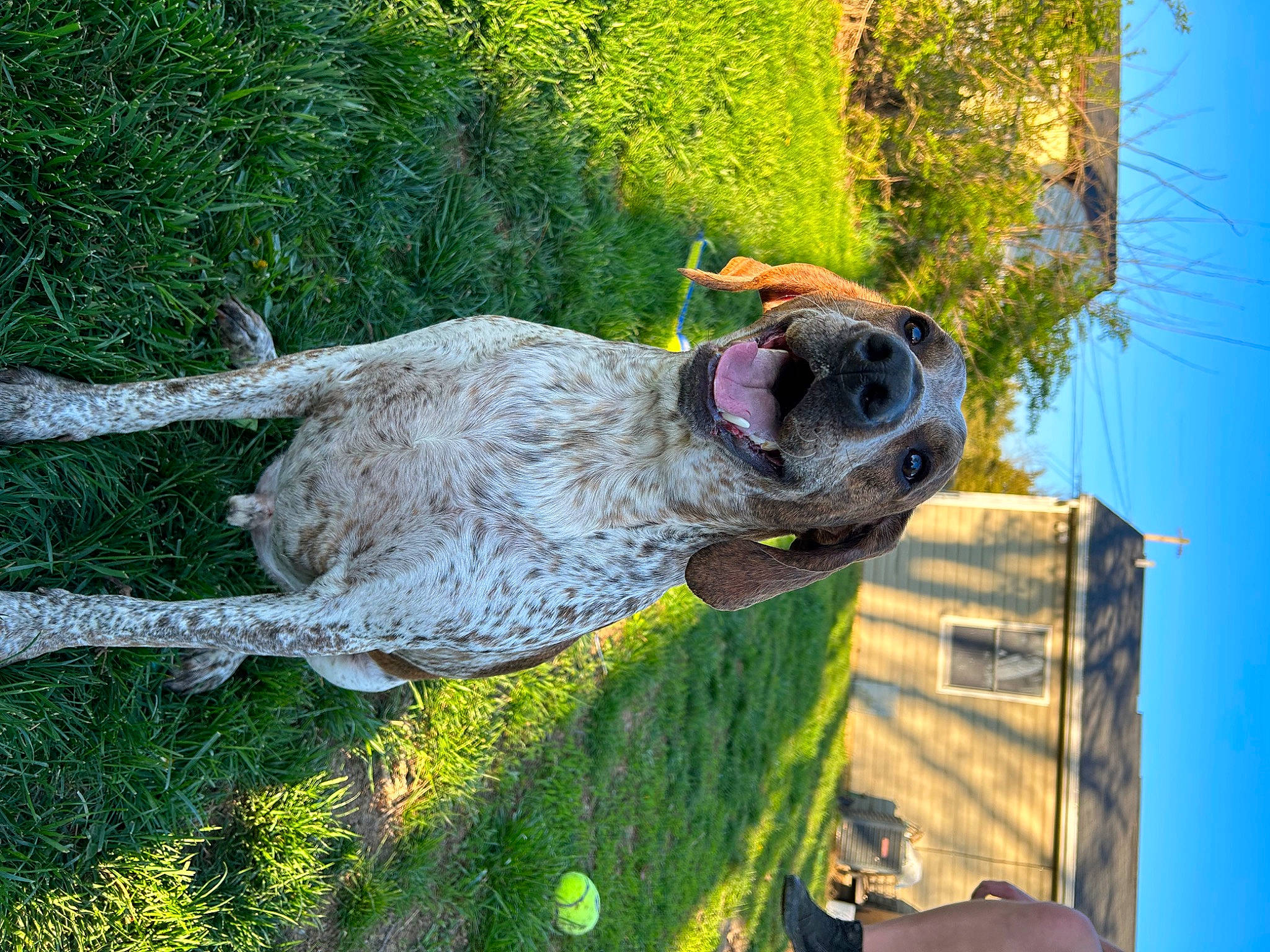 Trooper is registered to the contest to win money with this photo: art, canidae, carnivore, companion_dog, dog, dog_breed, fawn, grass, green, leisure, plant, sculpture, sky, sporting_group, sunglasses, tail, tree, water, wood, working_animal