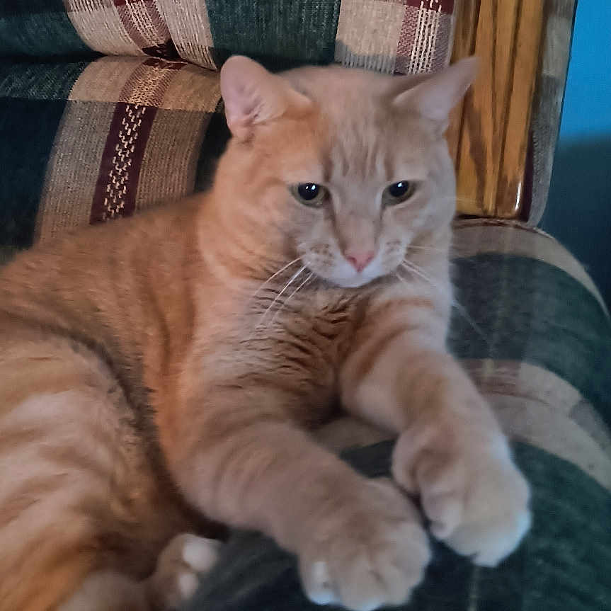 Milow joined the competition — help win amazing prizes! animal, cat, closeup, couch, domestic_animal, ears, feline, fur, furniture, home, indoor, orange_cat, pattern, paws, pet, plaid, relaxing, resting, tabby, whiskers