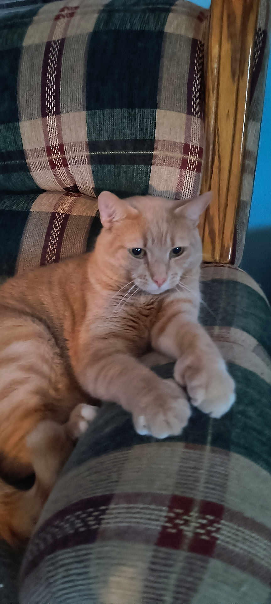 Milow joined the competition — help win amazing prizes! cat, orange_cat, tabby, pet, feline, indoor, couch, plaid, pattern, furniture, relaxing, animal, whiskers, ears, paws, fur, domestic_animal, resting, closeup, home