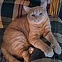 Milow joined the competition — help win amazing prizes! animal, armchair, cat, chair, claws, cozy, cute, domestic_cat, feline, fur, home, indoor, orange_tabby, paws, pet, plaid, relaxed, resting, tail, whiskers
