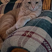 Milow is registered to the contest to win money with this photo: cat, orange_tabby, plaid_couch, indoor, furniture, relaxed, pet, animal, whiskers, ears, wooden_armrest, cozy, patterned, domestic_cat, resting, fur, cute, home, closeup, living_room