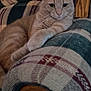 animal, cat, closeup, cozy, cute, domestic_cat, ears, fur, furniture, home, indoor, living_room, orange_tabby, patterned, pet, plaid_couch, relaxed, resting, whiskers, wooden_armrest