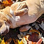 Cujo joined the competition — help win amazing prizes! dog, tan_dog, autumn_leaves, fall, outdoor, nature, sunlight, pet, canine, relaxed, lying_down, close_up, fur, grass, leaf_litter, daylight, animal, mammal, cute, small_dog