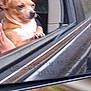Cujo joined the competition — help win amazing prizes! dog, car, window, hand, pet, animal, brown, white, outdoor, blurred, side_mirror, reflection, transportation, canine, vehicle, human_hand, motion_blur, fur, domestic_animal, roadside