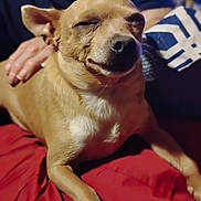 Cujo joined the competition — help win amazing prizes! dog, pet, smiling, relaxed, red_blanket, human_hand, indoor, brown_fur, small_dog, resting, comfort, companion, animal, cute, calm, close_up, face, ears, snout, fur