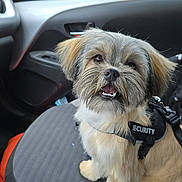 Arya participe au concours pour gagner de l'argent avec cette photo : dog, puppy, security_harness, car_interior, seat, cute, fluffy, smiling, pet, animal, fur, sitting, car_door, window, leash, companion, alert, domestic_animal, friendly, indoors