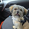 dog, puppy, security_harness, car_interior, seat, cute, fluffy, smiling, pet, animal, fur, sitting, car_door, window, leash, companion, alert, domestic_animal, friendly, indoors