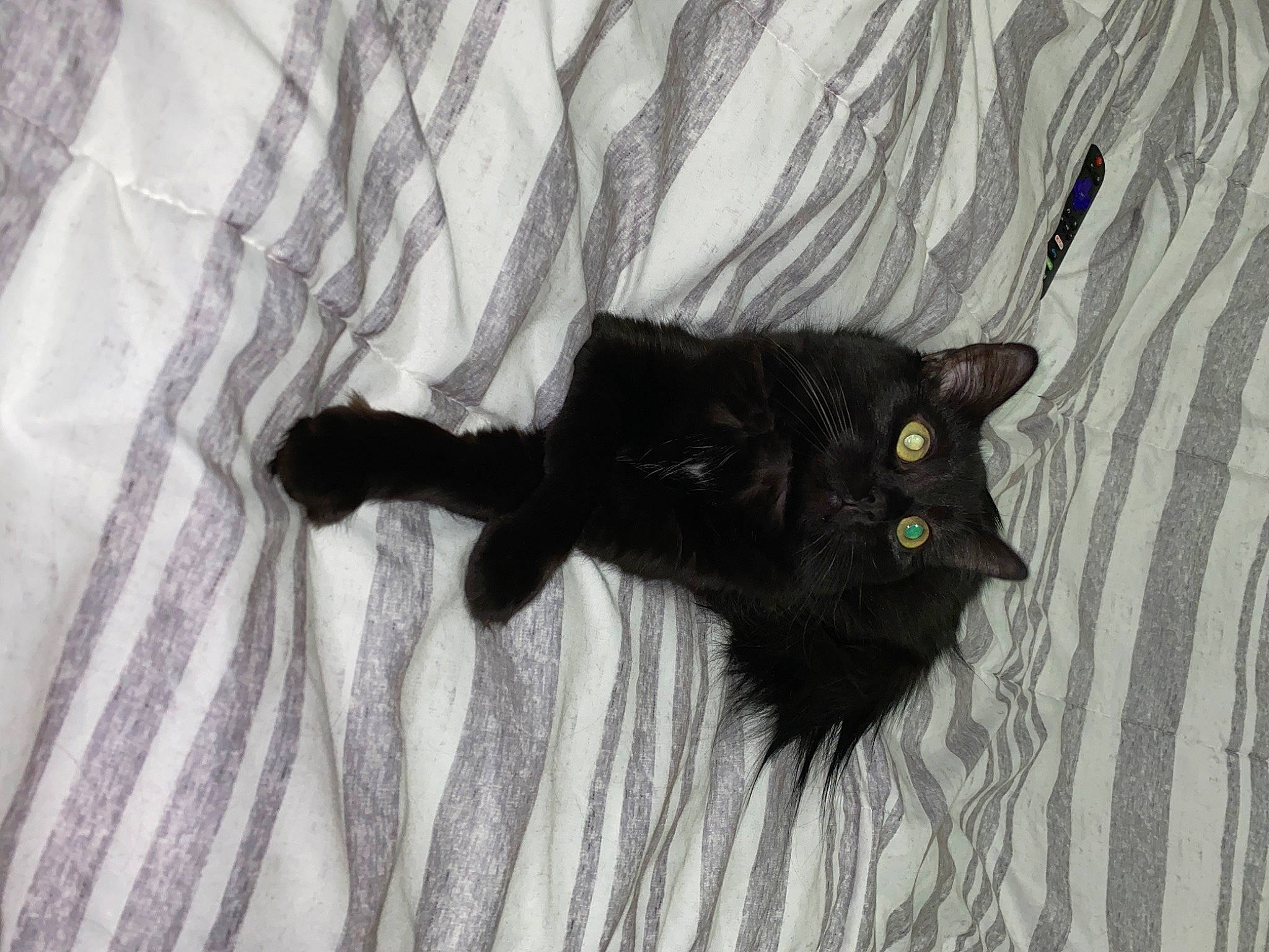 Keeta is registered to the contest to win money with this photo: black_cat, bombay, carnivore, cat, claw, domestic_short_haired_cat, felidae, fur, grey, linens, paw, plant, shadow, small_to_medium_sized_cats, snout, tail, tree, whiskers, window