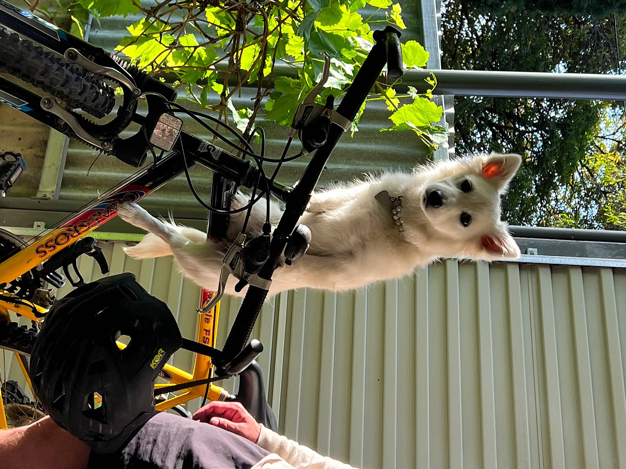 Rosie joined the competition — help win amazing prizes! bicycle, bicycle_fork, bicycle_frame, bicycle_handlebar, bicycle_part, bicycle_saddle, bicycle_tire, bicycles_equipment_and_supplies, cat, domestic_short_haired_cat, felidae, plant, road_bicycle, small_to_medium_sized_cats, tail, tree, twig, vehicle, whiskers, yellow