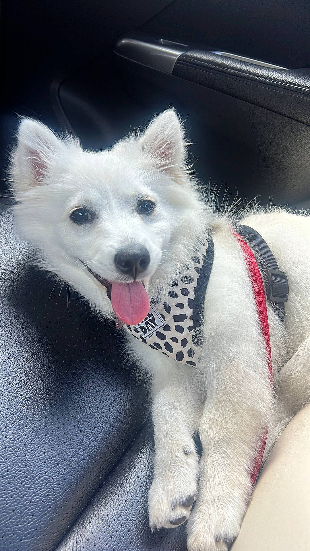 Rosie joined the competition — help win amazing prizes! canidae, car, carnivore, collar, companion_dog, dog, dog_breed, dog_supply, fur, head, hood, non_sporting_group, paw, snout, sporting_group, toy_dog, whiskers, windscreen_wiper, windshield