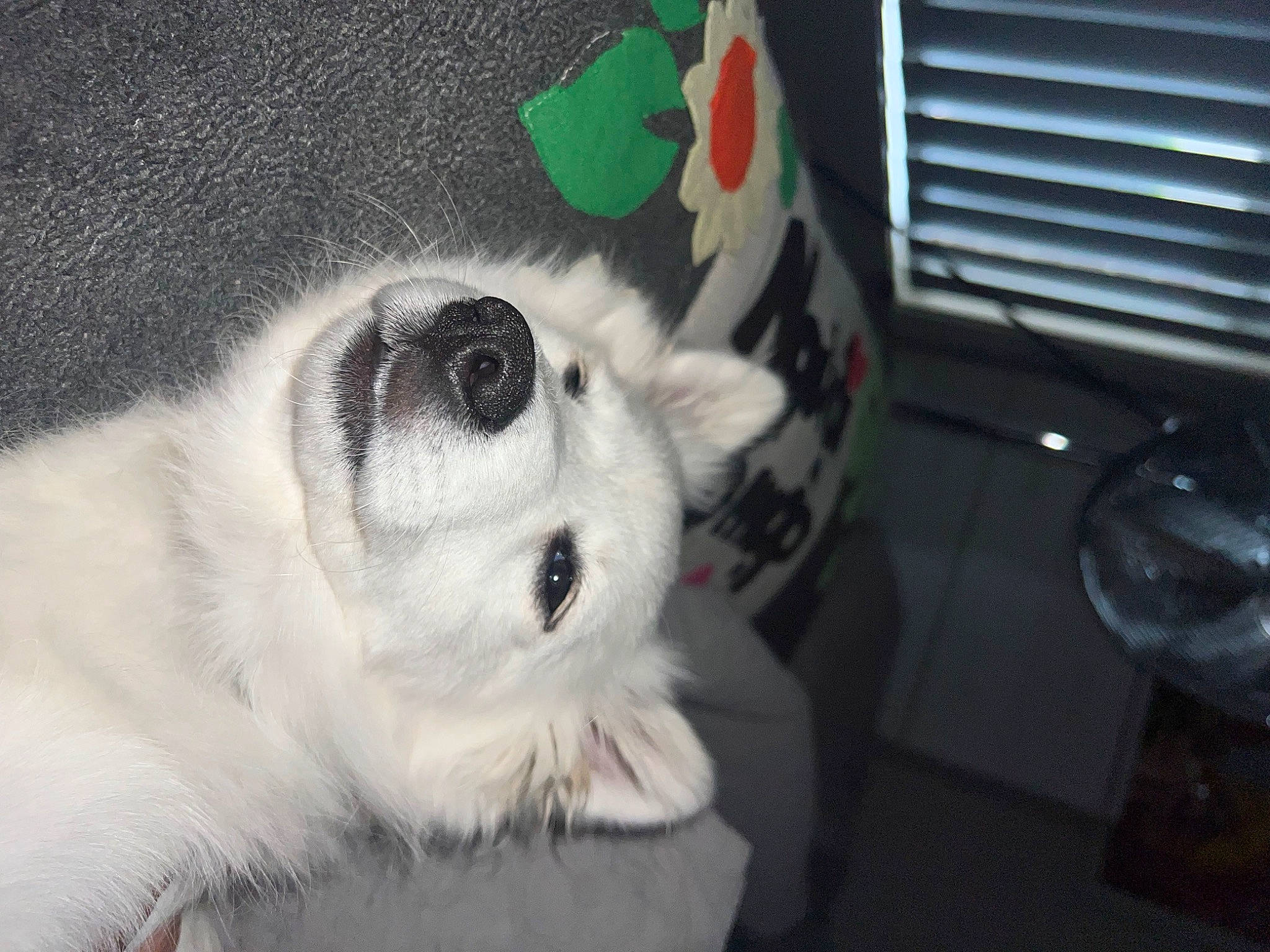 Rosie is registered to the contest to win money with this photo: american_eskimo_dog, canidae, carnivore, companion_dog, dog, dog_breed, dog_supply, felidae, fur, german_spitz, japanese_spitz, paw, small_to_medium_sized_cats, snout, spitz, sporting_group, toy_dog, volpino_italiano, whiskers, working_animal