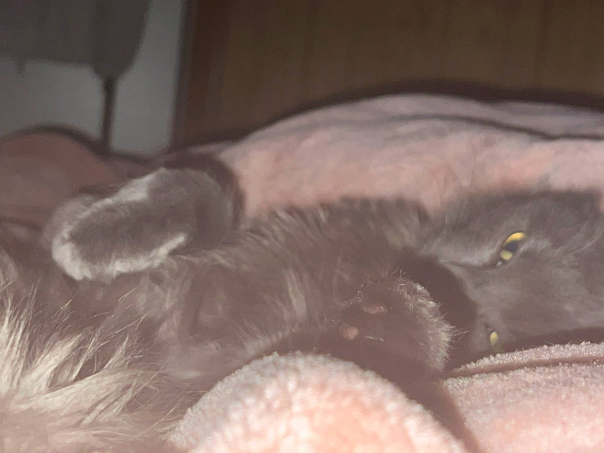 Strawberry joined the competition — help win amazing prizes! carnivore, claw, comfort, companion_dog, dog_breed, ear, fawn, felidae, foot, fur, grey, human_leg, liver, paw, small_to_medium_sized_cats, snout, sporting_group, tail, whiskers, working_animal