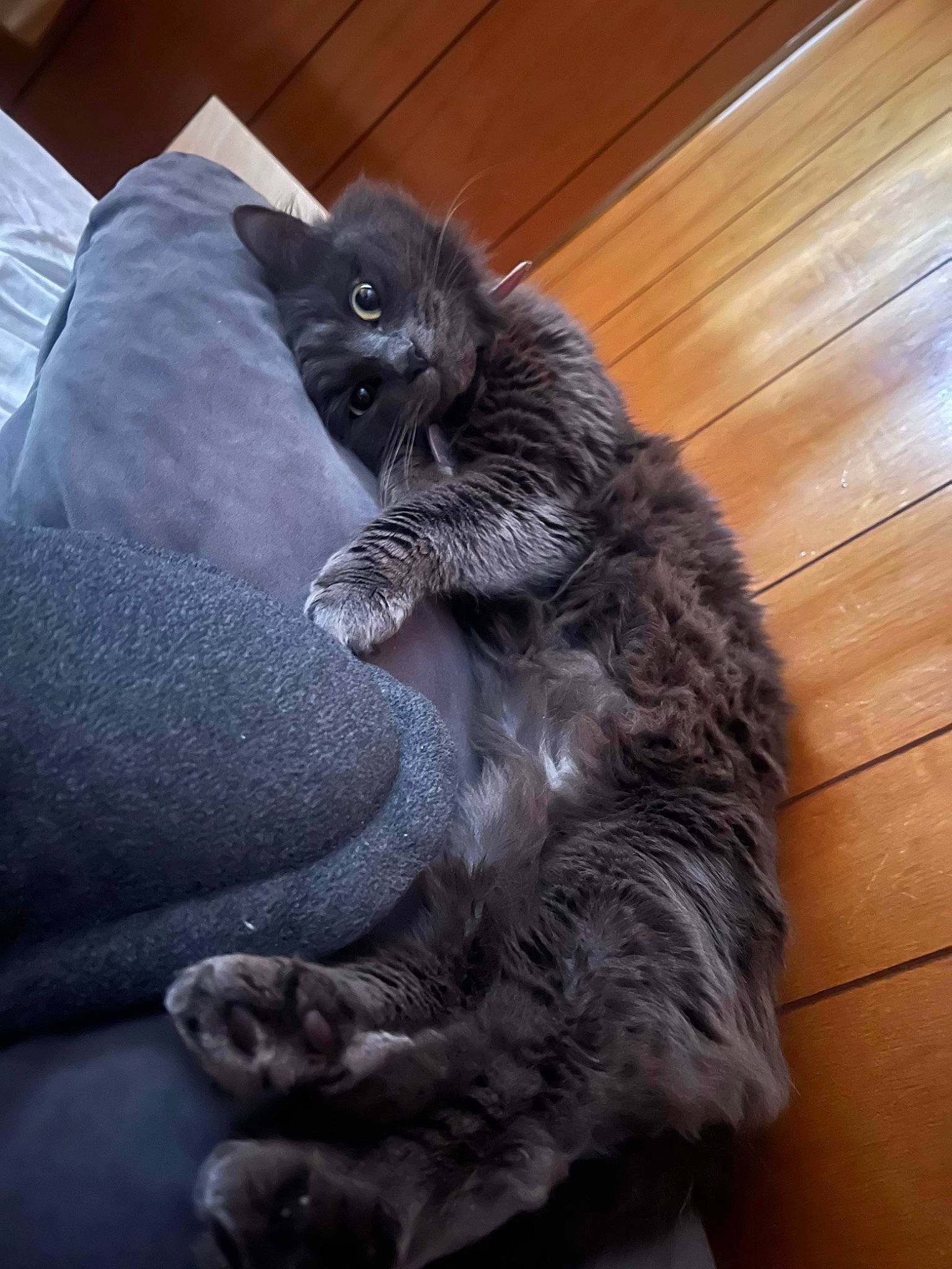 Strawberry is registered to the contest to win money with this photo: black_cat, canidae, carnivore, cat, claw, comfort, dog_breed, domestic_short_haired_cat, felidae, flooring, fur, grey, hardwood, human_leg, paw, small_to_medium_sized_cats, tail, terrestrial_animal, whiskers, wood