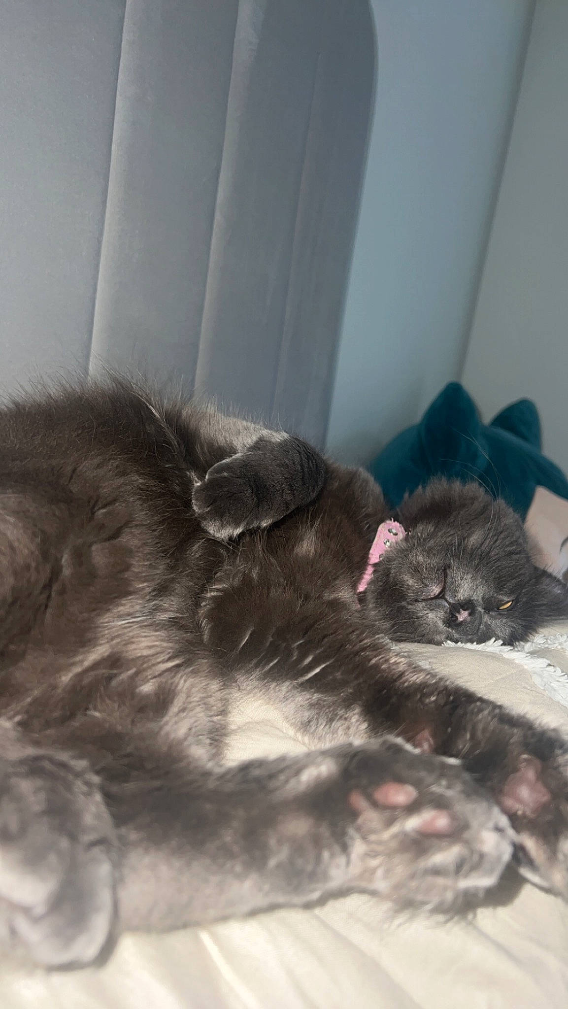 Strawberry is registered to the contest to win money with this photo: black_cat, canidae, carnivore, cat, cat_supply, claw, comfort, dog_breed, domestic_short_haired_cat, felidae, fur, nap, paw, puppy, sleep, small_to_medium_sized_cats, sporting_group, tail, terrestrial_animal, whiskers