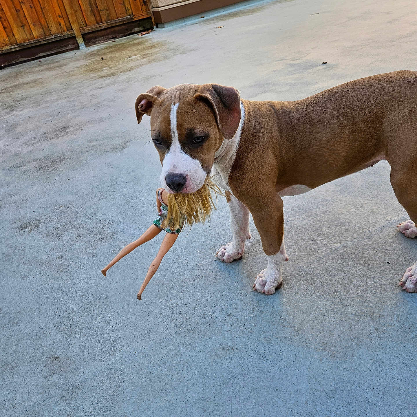 Lyla joined the competition — help win amazing prizes! accessories, animal, boxer, bulldog, canine, clothing, cream, dessert, dog, hardwood, hound, leash, pet, pitbull, plywood, pointer, puppy, shorts, strap, wood